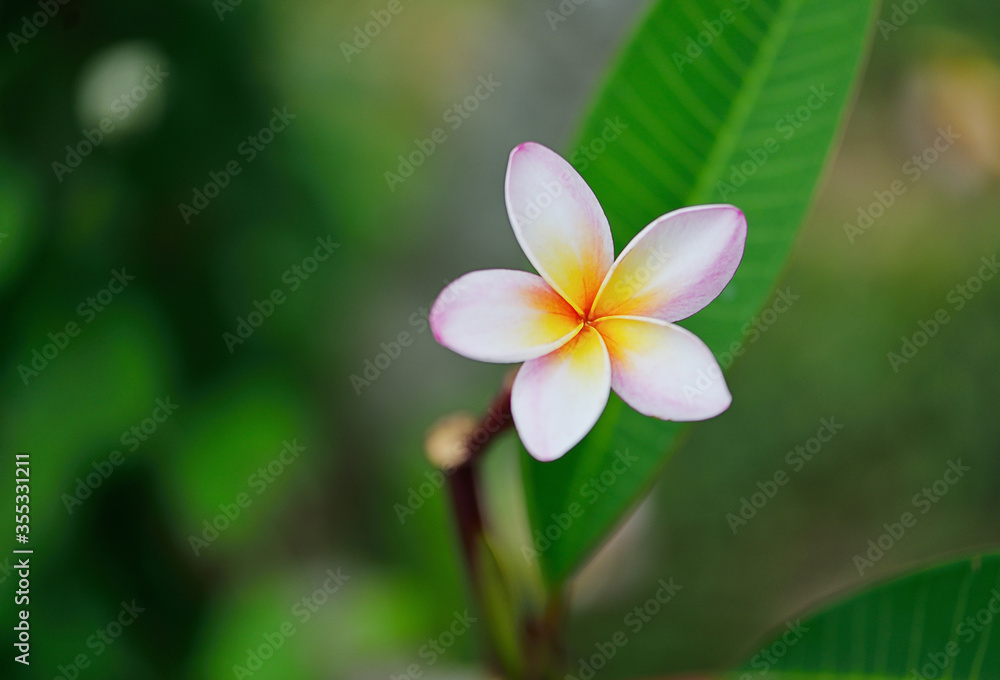 Fototapeta premium Plumeria flowers isolated on background