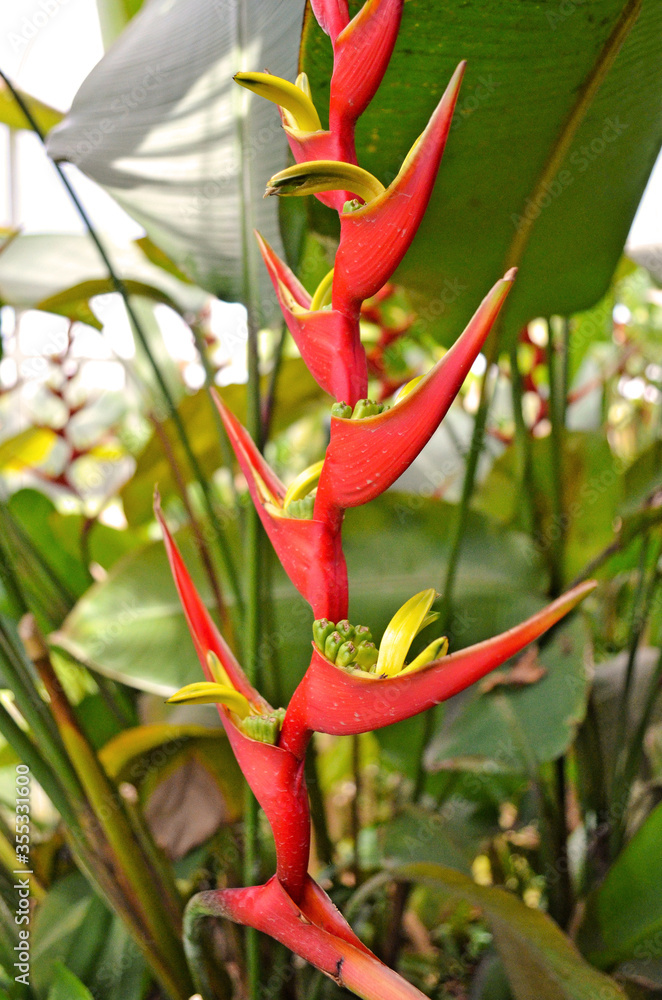 Heliconia rostrata Inflorescence (also known as hanging lobster claw or false bird of paradise) Heliconia rostrata Inflorescence (also known as hanging lobster claw or false bird of paradise)