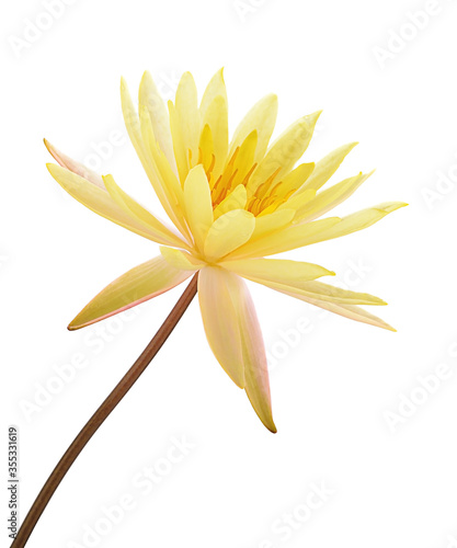 Yellow Lotus flower plants isolated on white background