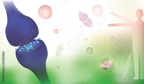 the endocannabinoid system Synapse  healthy biomedical work in Vitruvian Man human body and brain backgrounds.