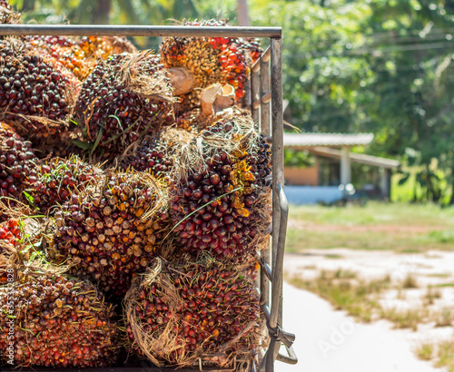 Harvested oil palm fruits in oil palm plantation.