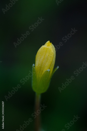 yellow flower bud