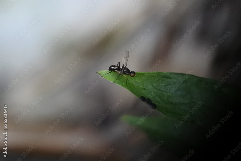 Fototapeta premium a bee perched on a flower 