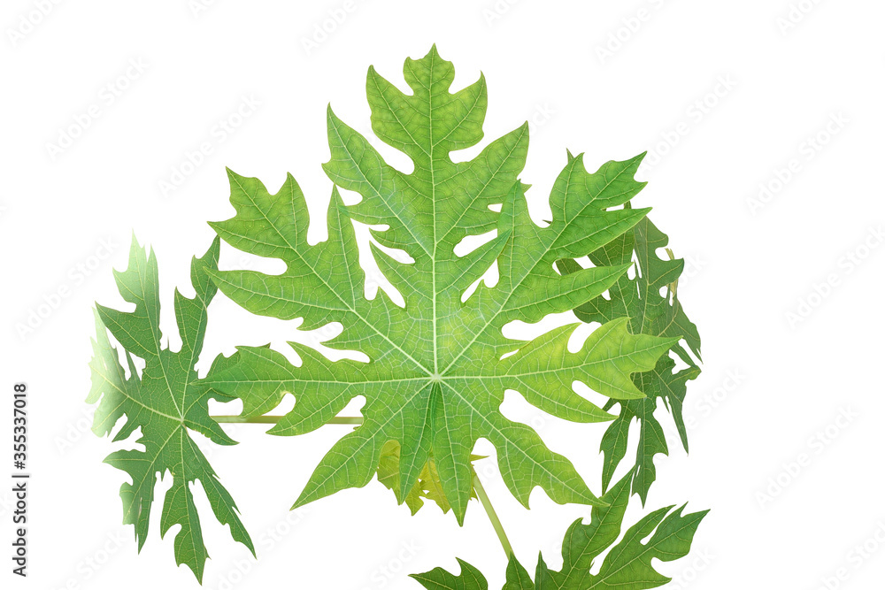Green leaves isolated on white background,Green leaf pattern,Papaya leaves Green leaves isolated on white background,Green leaf pattern,Papaya leaves