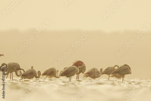 Group of Flamingo in Tunisia.