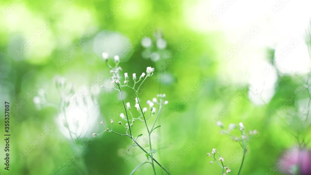 Close up Tiny Budding Flower in Garden, Small Plants in Garden Close up Tiny Budding Flower in Garden, Small Plants in Garden