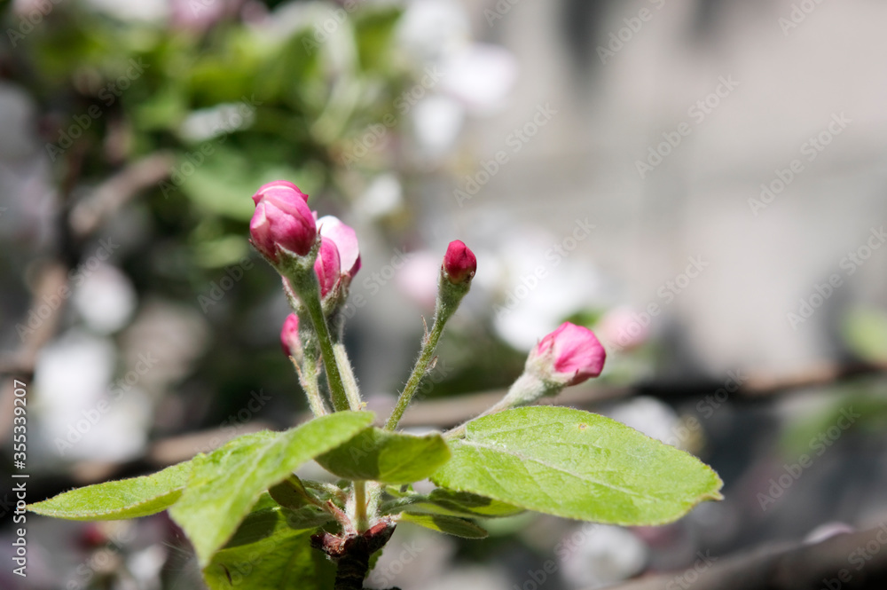 Unblown apple tree flowers grow on a branch in the garden. Close-up. Unblown apple tree flowers grow on a branch in the garden. Close-up.
