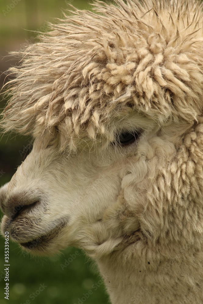 Cute Alpaca face with hairy wool head