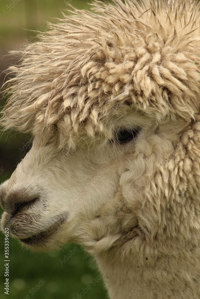 Cute Alpaca face with hairy wool head Cute Alpaca face with hairy wool head