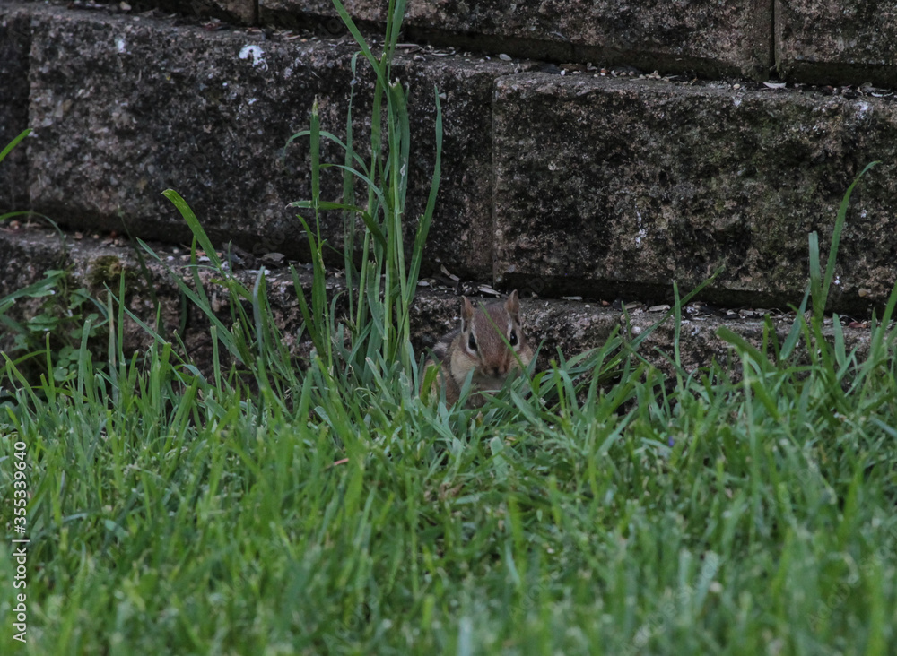 Chipmunk in the Grass with Puffed Cheeks from Eating Chipmunk in the Grass with Puffed Cheeks from Eating