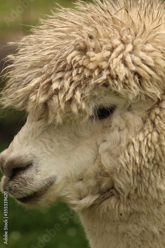 Cute Alpaca face with hairy wool head