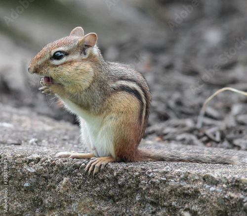 Chipmunk Wiping its Mouth