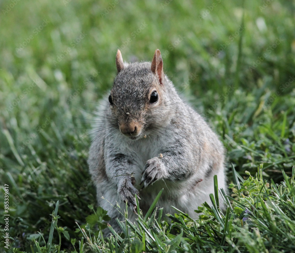 Obraz premium Eastern Gray Squirrel in the Grass with Puffed Cheeks