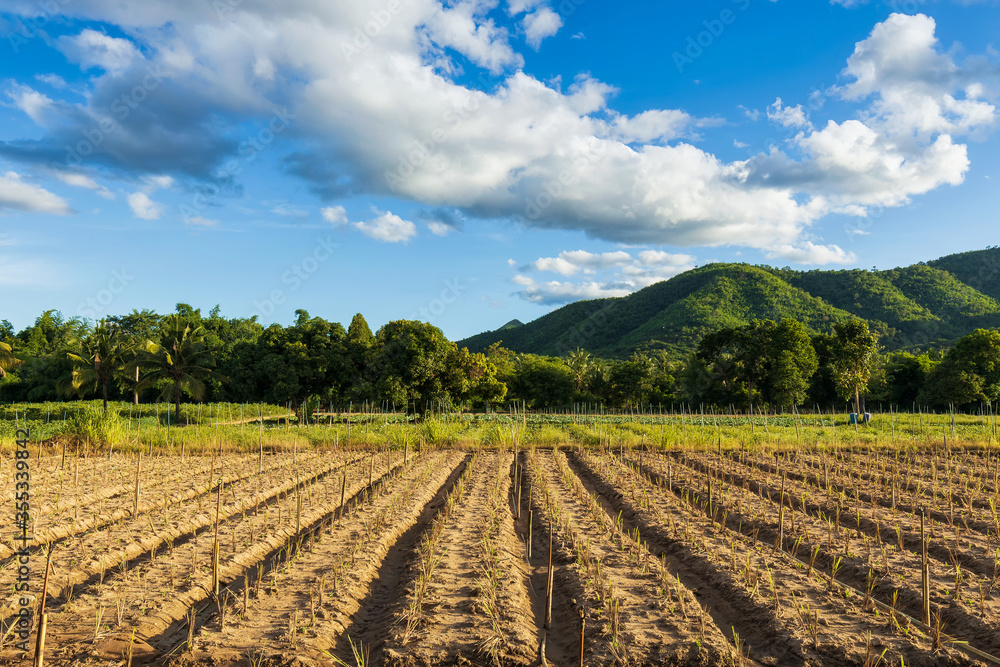 Agricultural field with mountain forest in beautiful clouds blue sky in sunny day..