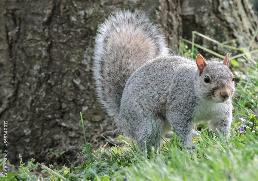 An Eastern Gray Squirrel on All Fours An Eastern Gray Squirrel on All Fours