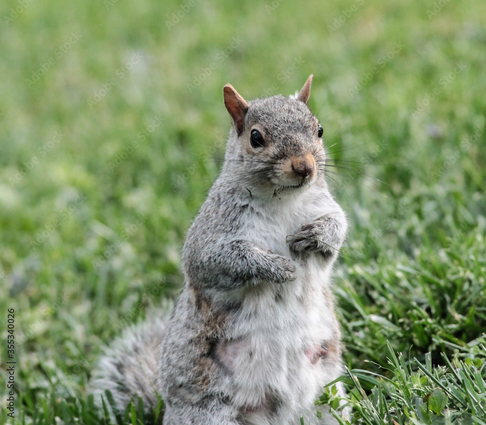 An Eastern Gray Squirrel Standing in the Grass An Eastern Gray Squirrel Standing in the Grass