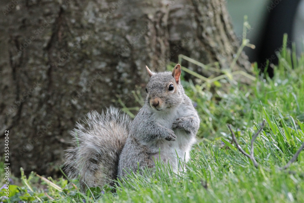 An Alert Eastern Gray Squirrel in the Grass An Alert Eastern Gray Squirrel in the Grass