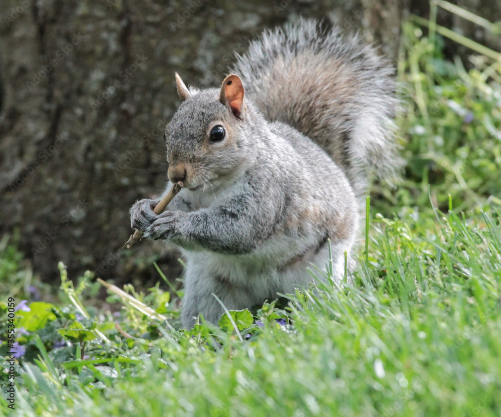 An Eastern Gray Squirrel with a Stick in its Hand An Eastern Gray Squirrel with a Stick in its Hand