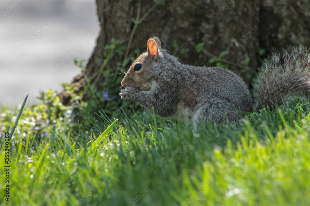 Eastern Gray Squirrel in Grass Eating on a Sunny Day Eastern Gray Squirrel in Grass Eating on a Sunny Day