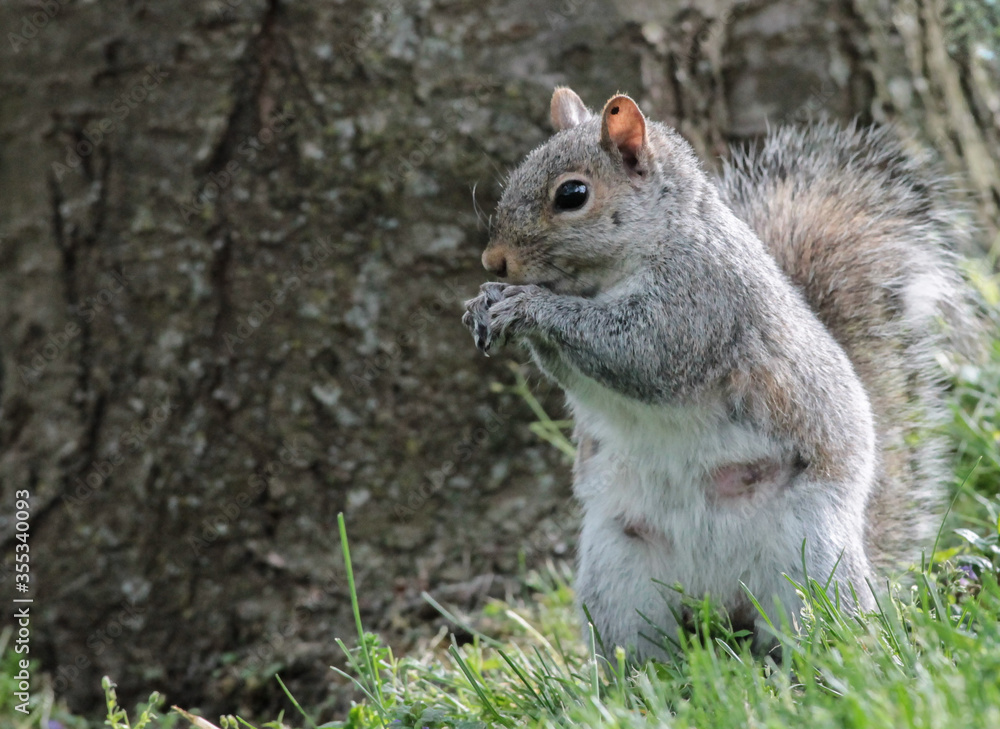 Eastern Gray Squirrel Standing in Front of Tree with Hands Near Face Eastern Gray Squirrel Standing in Front of Tree with Hands Near Face