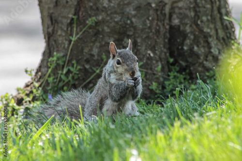 Fototapeta Naklejka Na Ścianę i Meble -  Eastern Gray Squirrel Eating Seeds