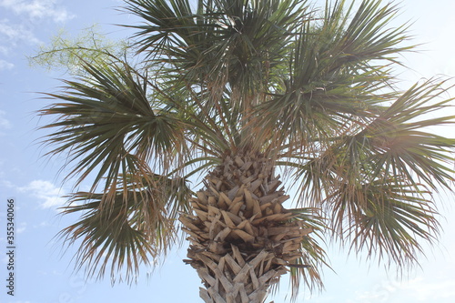 palm tree © Alberto