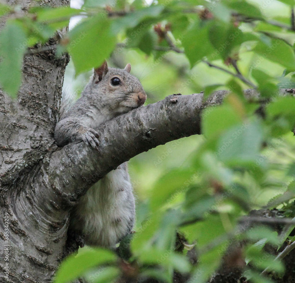 Eastern Gray Squirrel Leaning Against Tree Branch Eastern Gray Squirrel Leaning Against Tree Branch