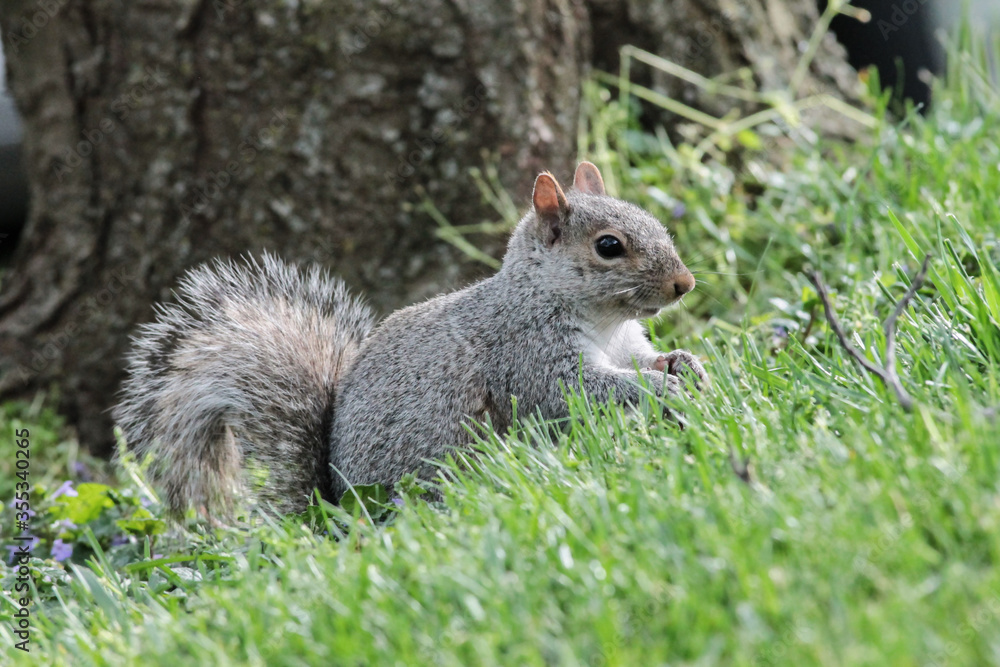 Eastern Gray Squirrel in the Grass Eastern Gray Squirrel in the Grass