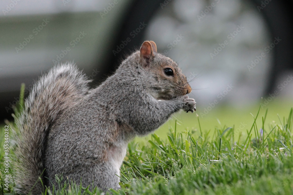 Eastern Gray Squirrel Standing Up and Eating Nuts Eastern Gray Squirrel Standing Up and Eating Nuts