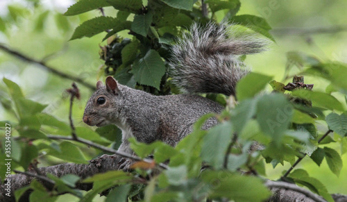Eastern Gray Squirrel Walking Across Tree Branch