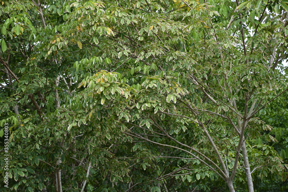 Rubber plantations with leaf blight disease Rubber plantations with leaf blight disease
