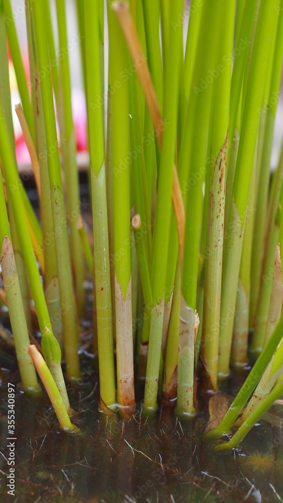 Obraz premium Growth of papyrus in water
