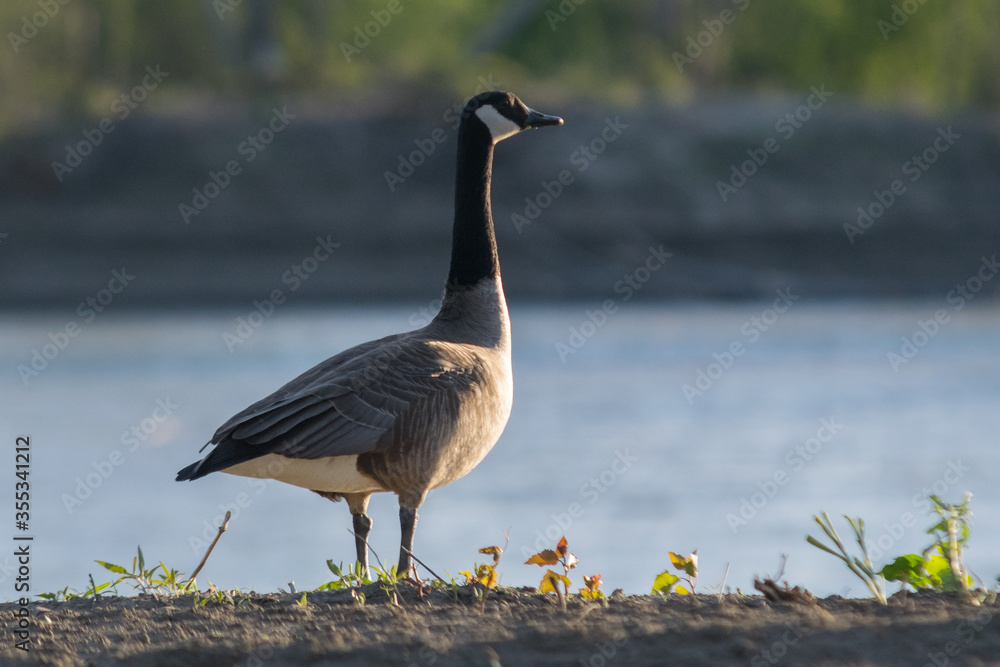 Fototapeta premium Canada goose on the banks of the Missouri river at sunset. Close up of Branta canadensis in the wild standing on the sand looking frame right. Migratory bird standing on ground.
