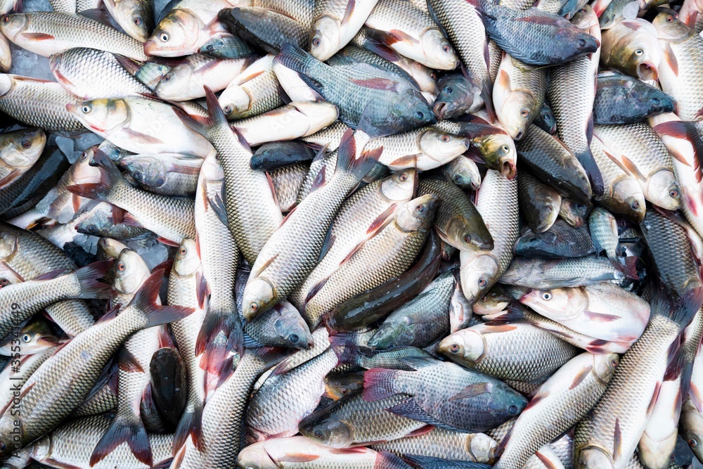 Obraz premium Group of fresh fish in market. (Seven stripped carp and Nile Tilapia)