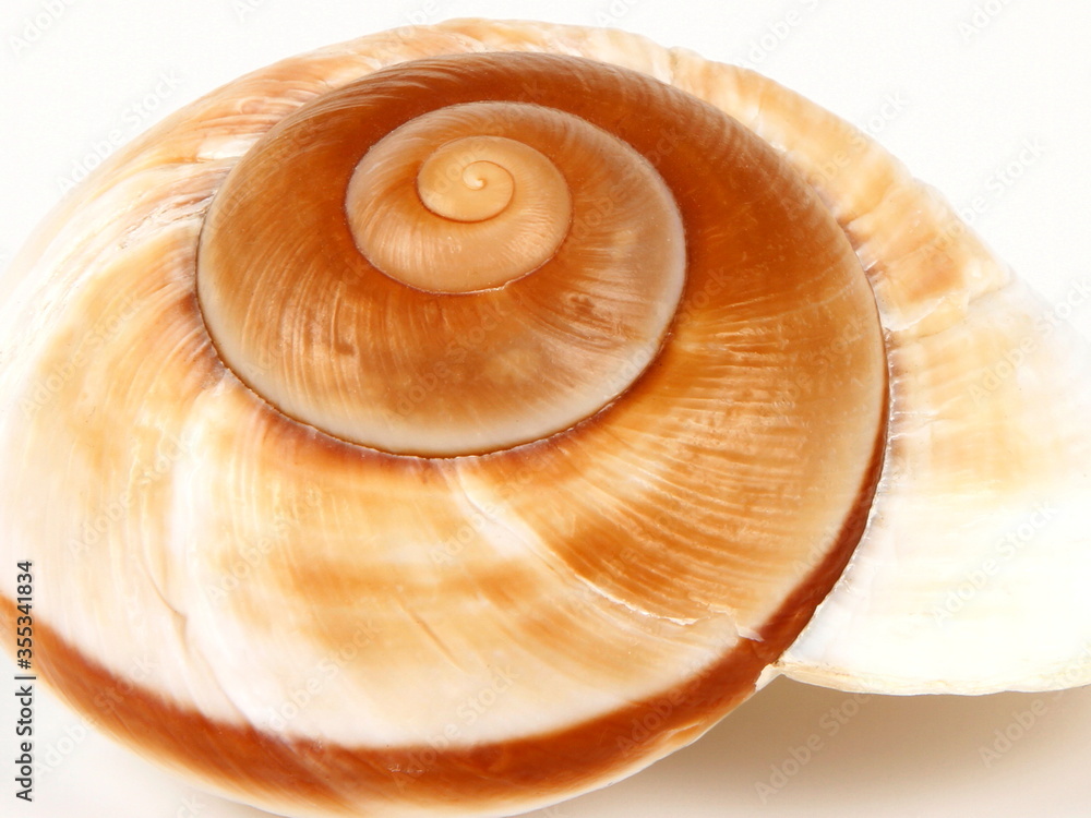 shell with close-up shot. shell with close-up shot.