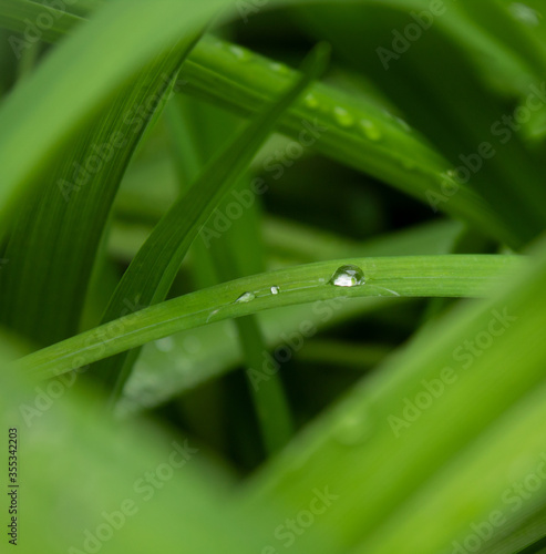Dewdrops close up on the grass in the early morning