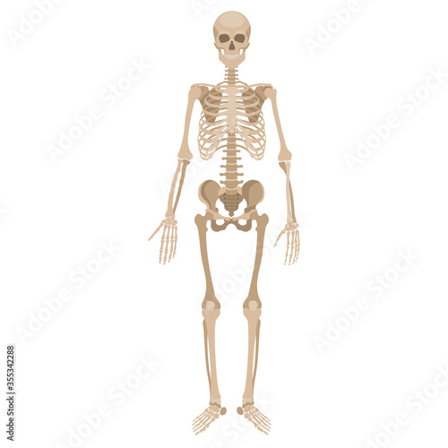 Human skeleton in front. Vector illustration in flat style isolated on white background