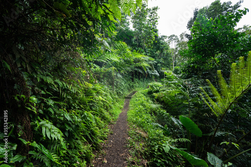 Obraz na płótnie The walking track on Mount Vaea in Apia, Samoa w salonie