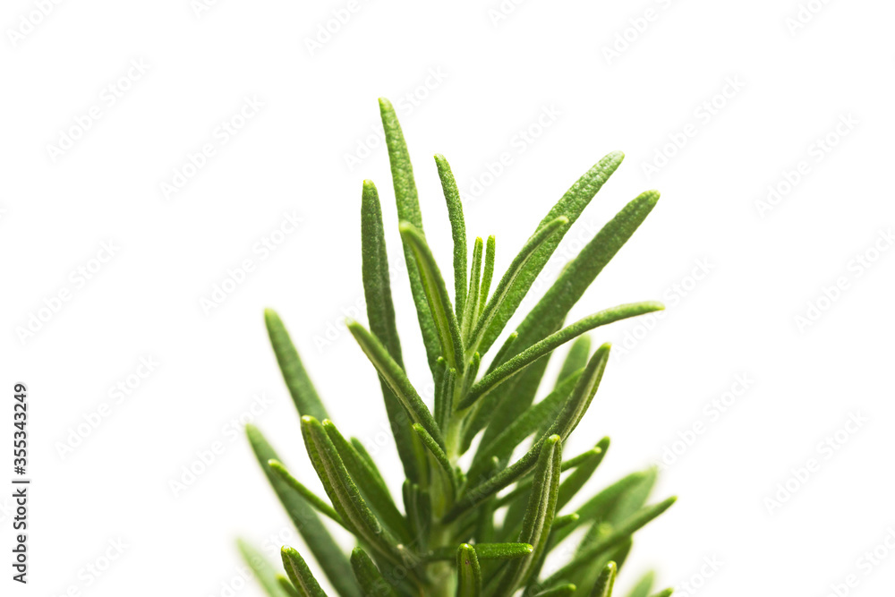 Rosemary tree plants in plastic black flower pot isolated over white background Rosemary tree plants in plastic black flower pot isolated over white background