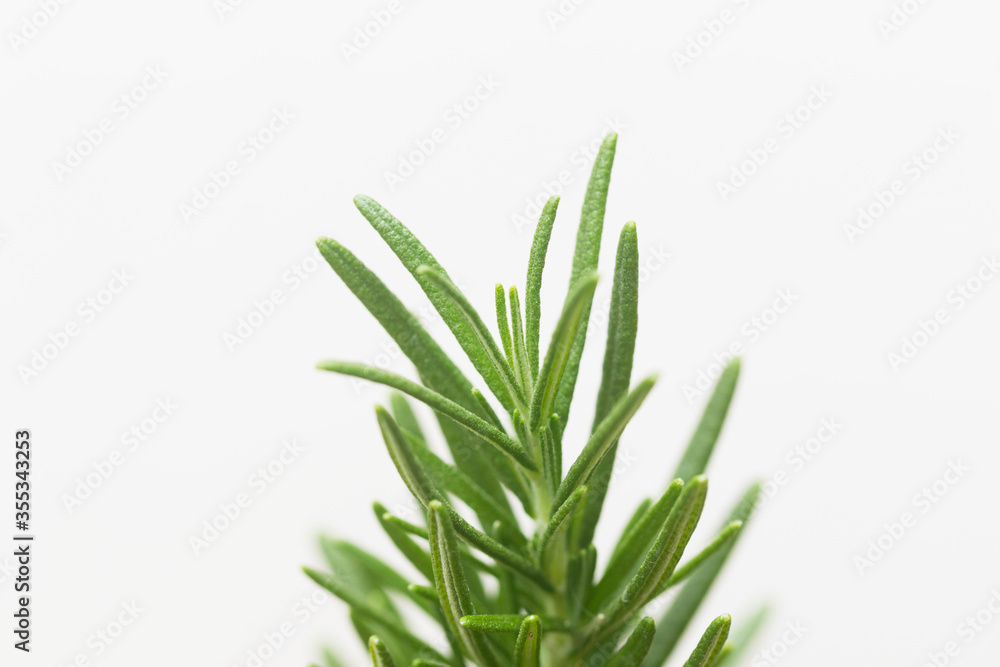 Fototapeta premium Rosemary tree plants in plastic black flower pot isolated over white background