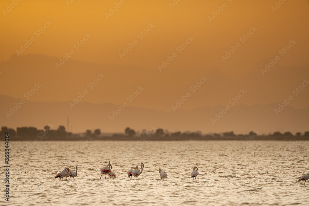 Group of Flamingo in Tunisia