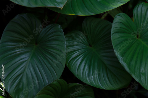 Wallpaper Mural Large green leaves decorate the garden Torontodigital.ca