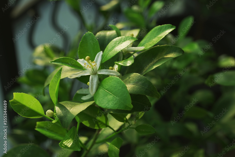 Close up shot of a jasmine flower starting to bloom