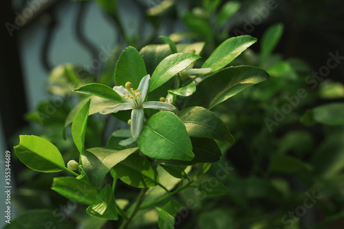 Close up shot of a jasmine flower starting to bloom