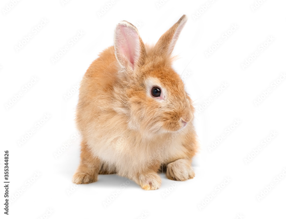 Obraz premium Adorable cute little red brown easter bunny isolated on white background. Portrait of furry beautiful rabbit. Pet, animal and easter concept.