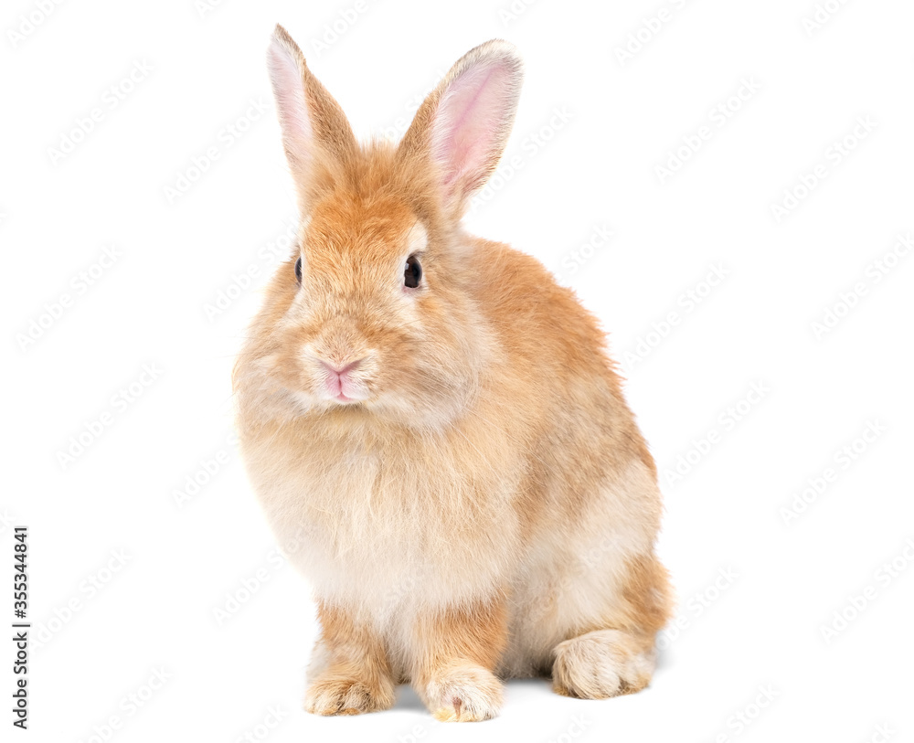 Adorable cute little red brown easter bunny isolated on white background. Portrait of furry beautiful rabbit. Pet, animal and easter concept. Adorable cute little red brown easter bunny isolated on white background. Portrait of furry beautiful rabbit. Pet, animal and easter concept.