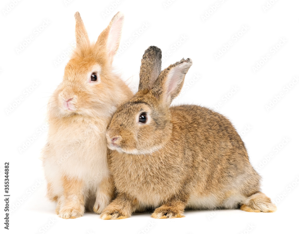 Obraz premium Two adorable cute little red brown easter bunny isolated on white background. Portrait of furry beautiful rabbit. Pet, animal and easter concept.