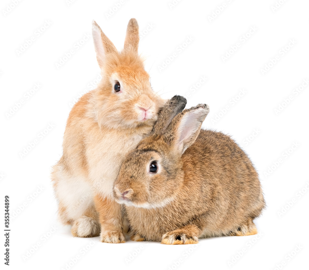 Obraz premium Two adorable cute little red brown easter bunny isolated on white background. Portrait of furry beautiful rabbit. Pet, animal and easter concept.