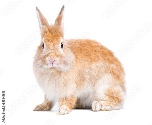 Adorable cute little red brown easter bunny isolated on white background. Portrait of furry beautiful rabbit. Pet, animal and easter concept.