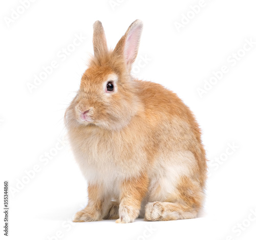 Adorable cute little red brown easter bunny isolated on white background. Portrait of furry beautiful rabbit. Pet, animal and easter concept.